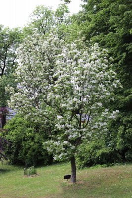 Fraxinus ornus - jasan manový (zimnář) - celek v kěvtu (31)